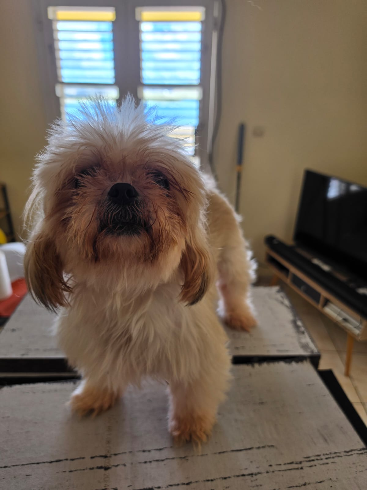 Chiens à adopter